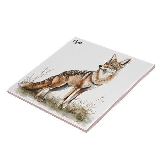 コヨーテ タイル (側面)