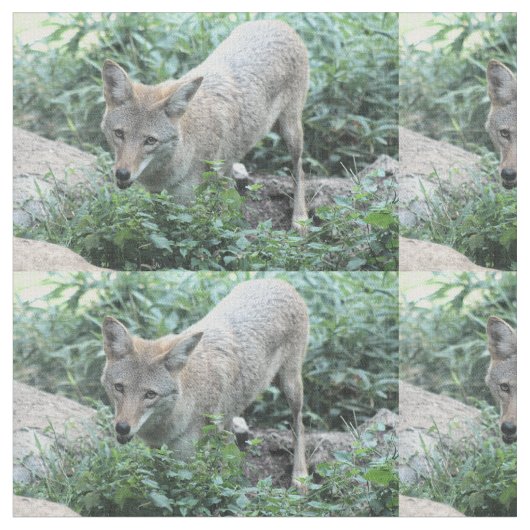 コヨーテ ファブリック (クローズアップ)