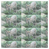 コヨーテ ファブリック (見本)