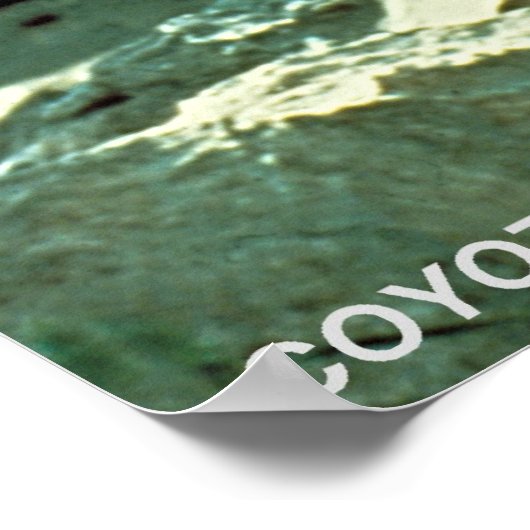 コヨーテ ポスター (角)