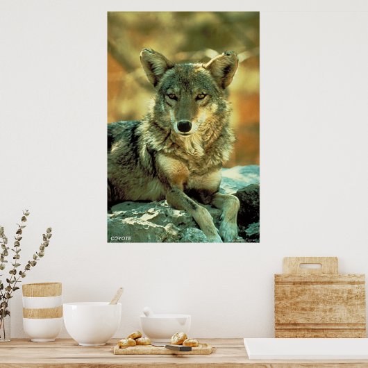 コヨーテ ポスター (キッチン)