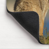コヨーテ マウスパッド (コーナー)