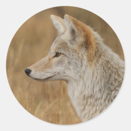 コヨーテ ラウンドシール
