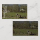 コヨーテ 名刺 (正面/裏面)