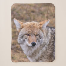 コヨーテ 狼 野犬