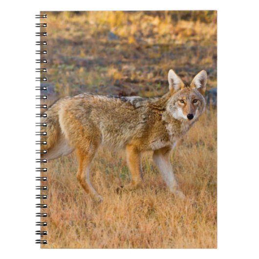 コヨーテ(Canis Latrans)の狩猟 ノートブック (正面)