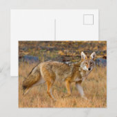 コヨーテ(Canis Latrans)の狩猟 ポストカード (正面/裏面)