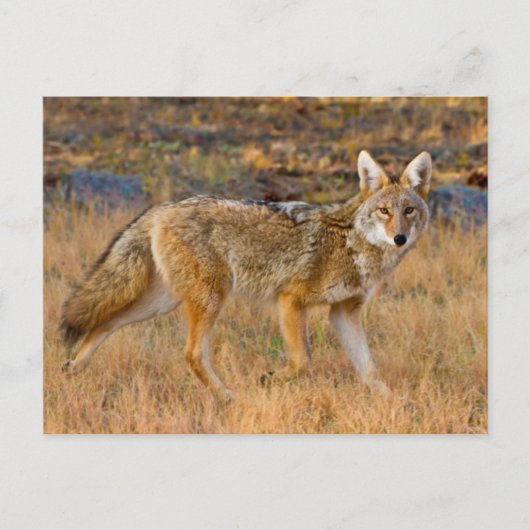 コヨーテ(Canis Latrans)の狩猟 ポストカード (正面)