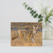コヨーテ(Canis Latrans)の狩猟 ポストカード (スタンド正面)