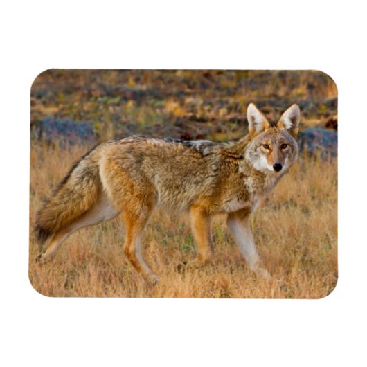 コヨーテ(Canis Latrans)の狩猟 マグネット (横)