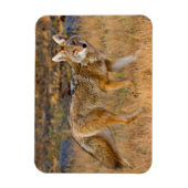 コヨーテ(Canis Latrans)の狩猟 マグネット (縦)