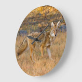 コヨーテ (Canis Latrans) 狩り ラージ壁時計 (傾斜)
