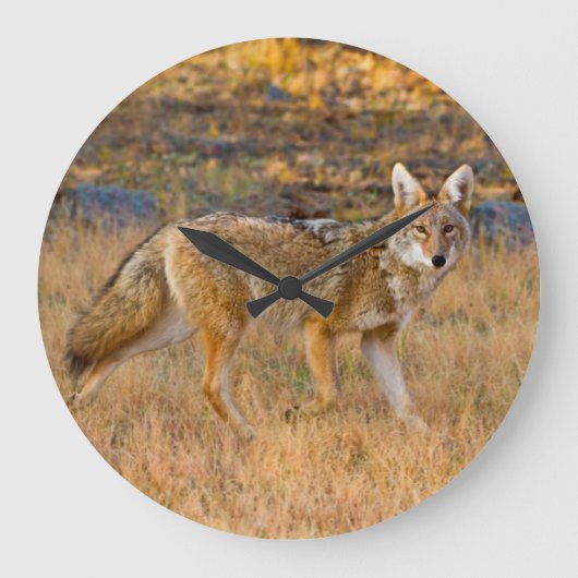 コヨーテ (Canis Latrans) 狩り ラージ壁時計 (正面)