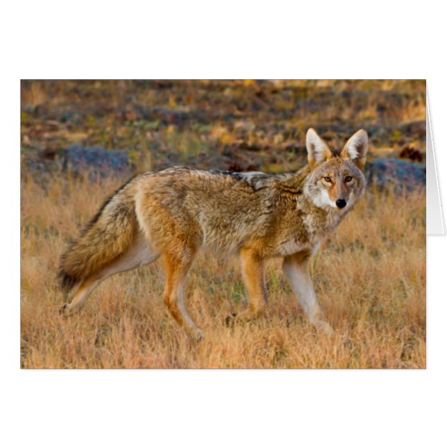 コヨーテ (Canis Latrans) 狩猟 (正面横)
