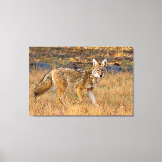 コヨーテ (Canis Latrans) 狩猟 キャンバスプリント (正面)
