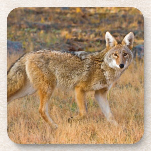 コヨーテ (Canis Latrans) 狩猟 コースター (正面)