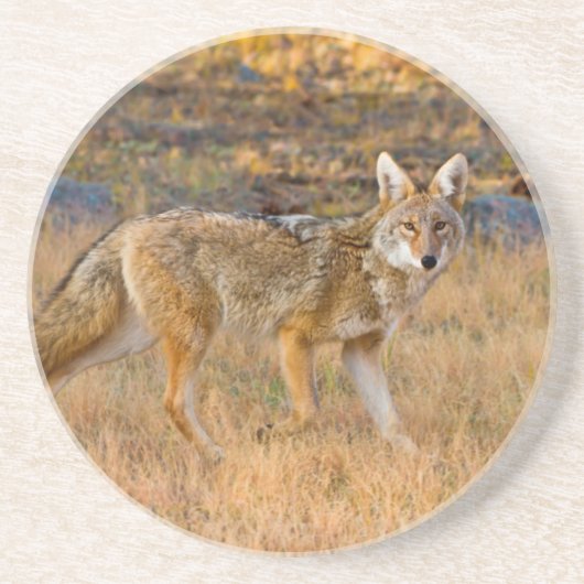 コヨーテ (Canis Latrans) 狩猟 コースター (正面)