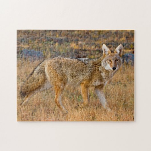 コヨーテ (Canis Latrans) 狩猟 ジグソーパズル (横)