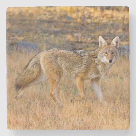 コヨーテ（Canis Latrans）狩猟 ストーンコースター (正面)