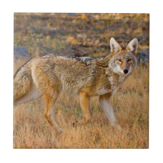 コヨーテ（Canis Latrans）狩猟 タイル (正面)