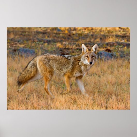 コヨーテ (Canis Latrans) 狩猟 ポスター (正面)