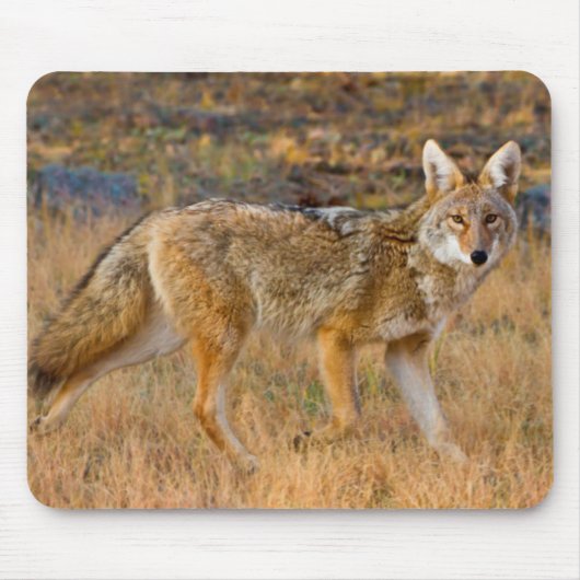 コヨーテ (Canis Latrans) 狩猟 マウスパッド (正面)