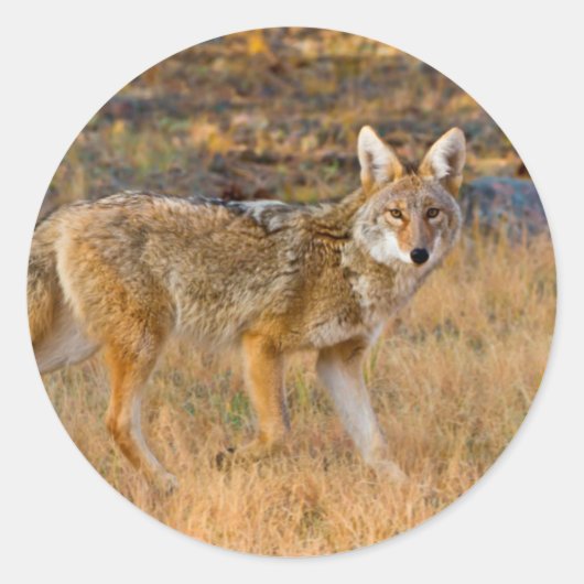 コヨーテ (Canis Latrans) 狩猟 ラウンドシール (正面)