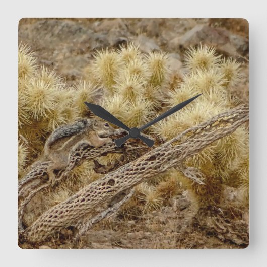 コラカクタスの骨格に生息する砂漠のリス スクエア壁時計 (正面)