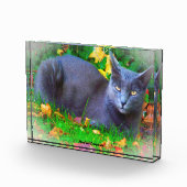 コラットキャット フォトブロック (右)