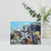 コラルズパラダイスリーフコズメルユカタン,メキシコ ポストカード (スタンド正面)