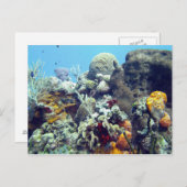 コラルズパラダイスリーフコズメルユカタン,メキシコ ポストカード (正面/裏面)