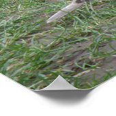 コラレッドドーブプリント ポスター (角)