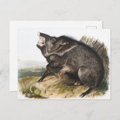 コラレドペカリーダイコテレストルカタスイラストレーション ポストカード (正面/裏面)