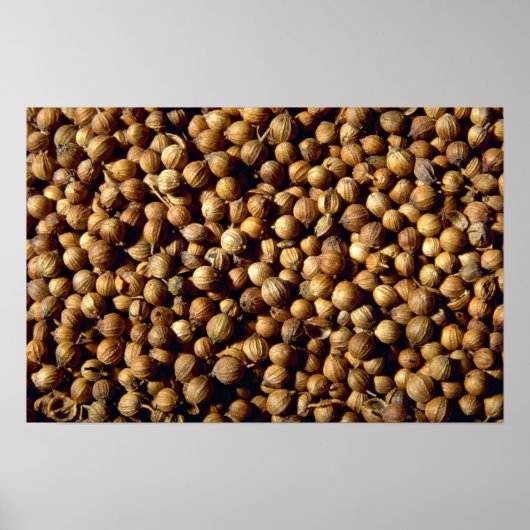 コリアンダーの全種子 ポスター (正面)