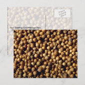 コリアンダーシード（丸ごと） ポストカード (正面/裏面)