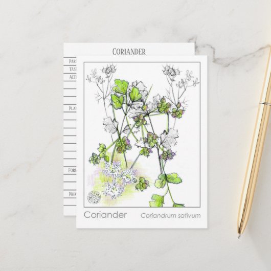 コリアンダー料理ハーブ植物勉強 ポストカード (正面/裏面インサイチュ)