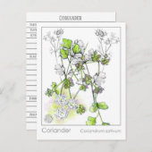 コリアンダー料理ハーブ植物勉強 ポストカード (正面/裏面)