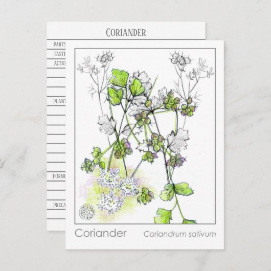 コリアンダー料理ハーブ植物勉強 ポストカード (正面/裏面)