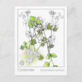 コリアンダー料理ハーブ植物勉強 ポストカード (正面)