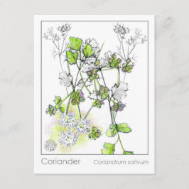コリアンダー料理ハーブ植物勉強 ポストカード
