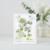 コリアンダー料理ハーブ植物勉強 ポストカード (スタンド正面)