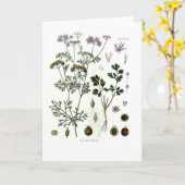 コリアンダー カード (黄色い花)