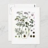 コリアンダー ポストカード (正面/裏面)