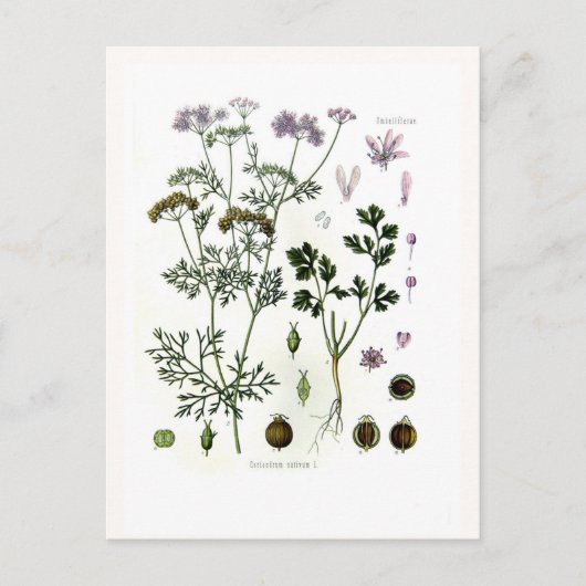 コリアンダー ポストカード (正面)