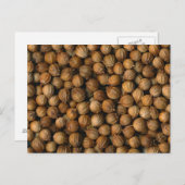 コリアンダー ポストカード (正面/裏面)