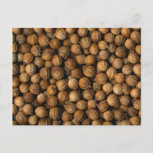 コリアンダー ポストカード (正面)