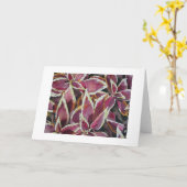 コリウス カード (黄色い花)