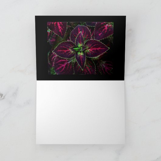 コリウス カード (内部)