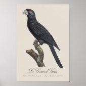 コリデウス・ヴァサ・インコ、コリデウス・ヴァサのイラスト ポスター (正面)
