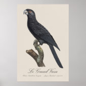 コリデウス・ヴァサ・インコ、コリデウス・ヴァサのイラスト ポスター (正面)